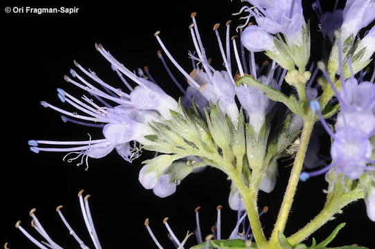 Image of <i>Caryopteris tangutica</i> Maxim.