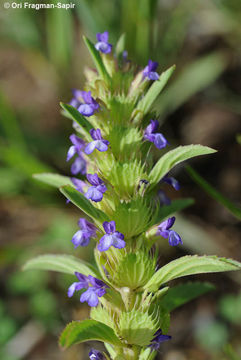 Image of <i>Lallemantia peltata</i> (L.) Fisch. & C. A. Mey.