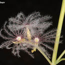 Imagem de <i>Centranthus longiflorus</i> Stev.