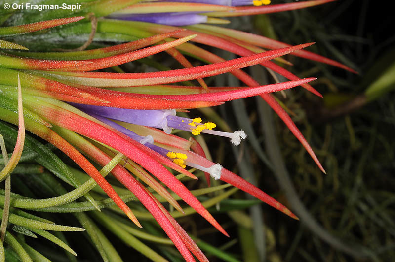 Tillandsia ionantha Planch. Encyclopedia of Life