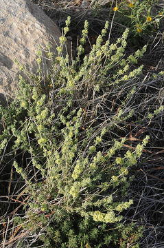 Image of <i>Ballota undulata</i> (Sieber ex Fresen.) Benth.