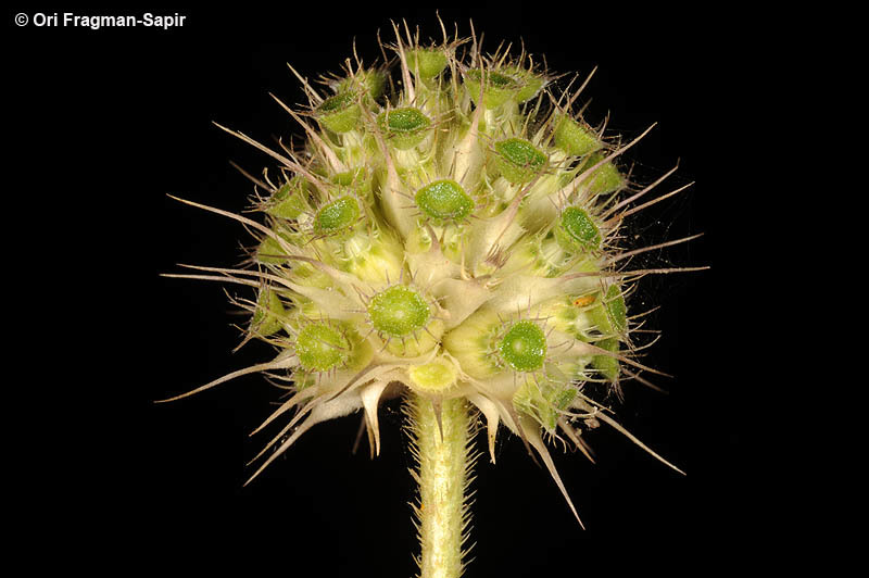 Image of Syrian cephalaria