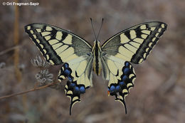 Image of swallowtail butterflies