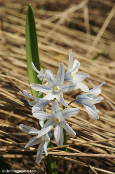 Image of Lebanon squill