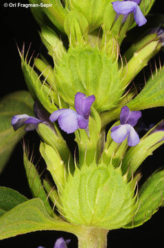 Image of <i>Lallemantia peltata</i> (L.) Fisch. & C. A. Mey.