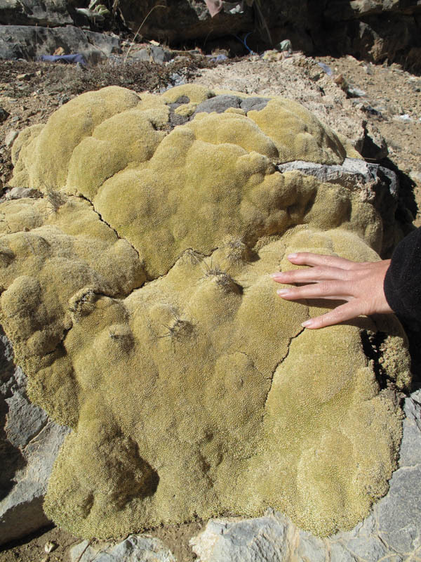 Image of Golden Alpine Sandwort