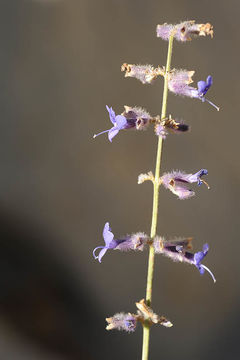 Image of <i>Perovskia abrotanoides</i> Kar.