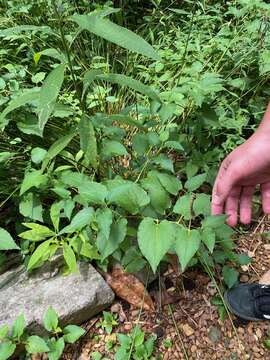 Image of lizard's-tail family