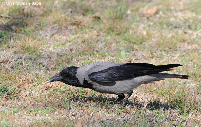 Image of Hooded Crow