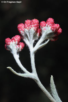 Image of <i>Helichrysum sanguineum</i> (L.) Kostel.