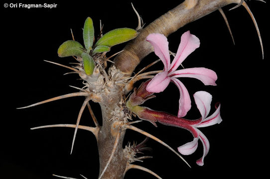 Image of <i>Pachypodium succulentum</i> (L. fil.) Sweet