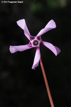 Image of Sowbread