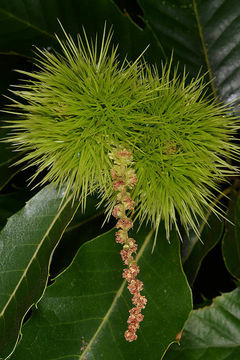 Image of Spanish Chestnut