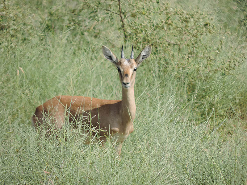 Image of gazelle