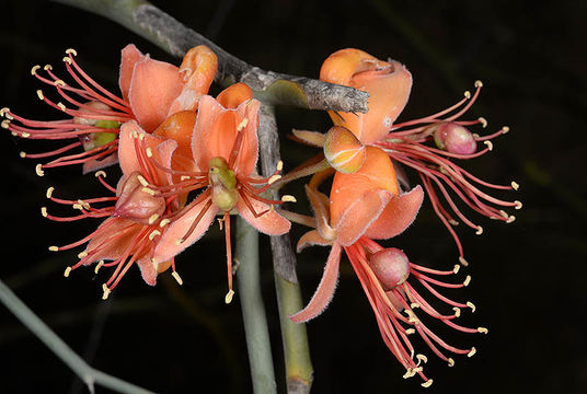 Image of <i>Capparis decidua</i> (Forsk.) Edgew.