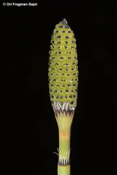 Image of branched scouringrush