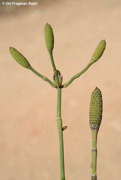 Image of branched scouringrush