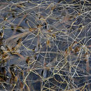 Image of Eel Grass or Tape Grass