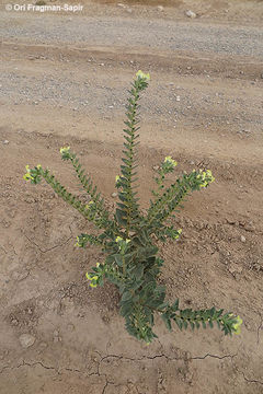 Image of Hyoscyamus desertorum (Aschers. ex Boiss.) V. Täckh.