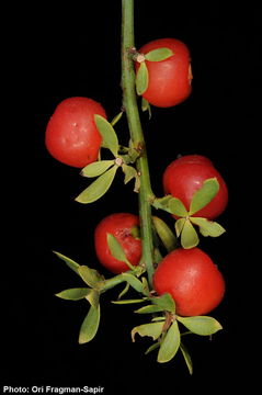 Image of <i>Osyris alba</i> L.