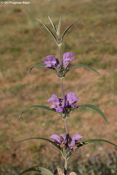 Image of <i>Phlomis pungens</i>