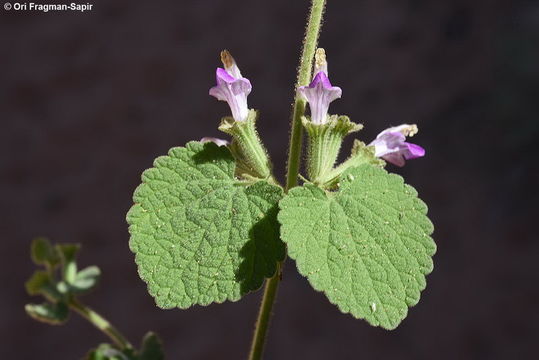 Image of <i>Ballota saxatilis</i> Sieber ex C. Presl
