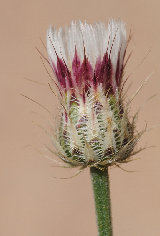 Image of Zoegea purpurea Fresen.
