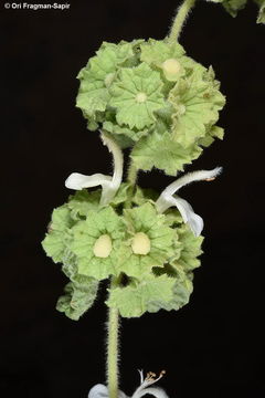 Image of <i>Ballota undulata</i> (Sieber ex Fresen.) Benth.