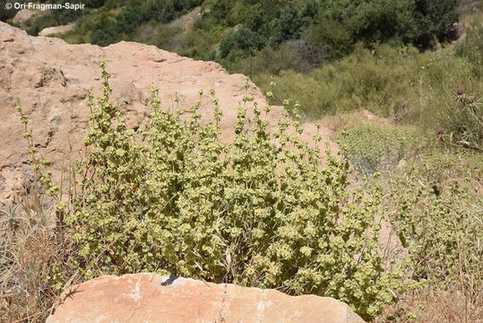 Image of <i>Ballota undulata</i> (Sieber ex Fresen.) Benth.