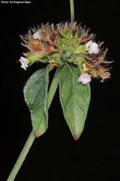 Image of Wild Basil