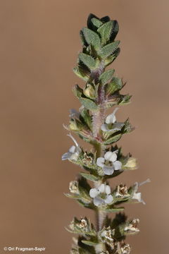 Image of <i>Thymus bovei</i> Benth.