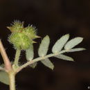 Image of Common devil's thorn