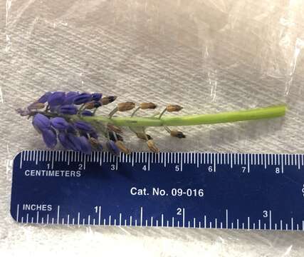 Image of Grape hyacinth