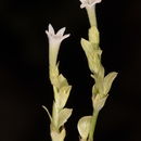 Image of <i>Pterogaillonia calycoptera</i>