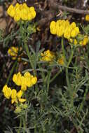 Plancia ëd Coronilla