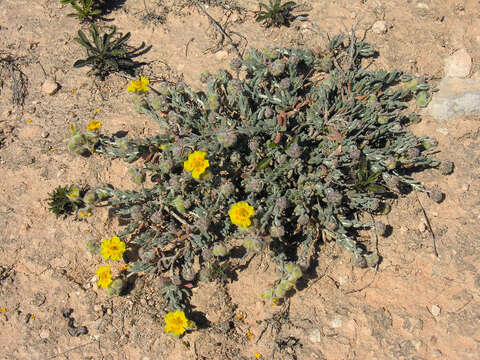 Image of frostweed