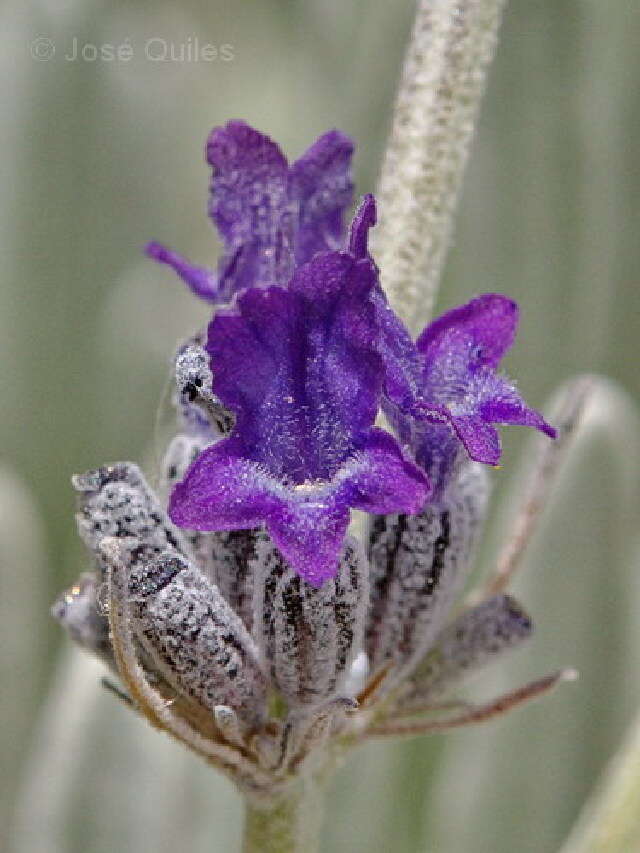 Image of lavender