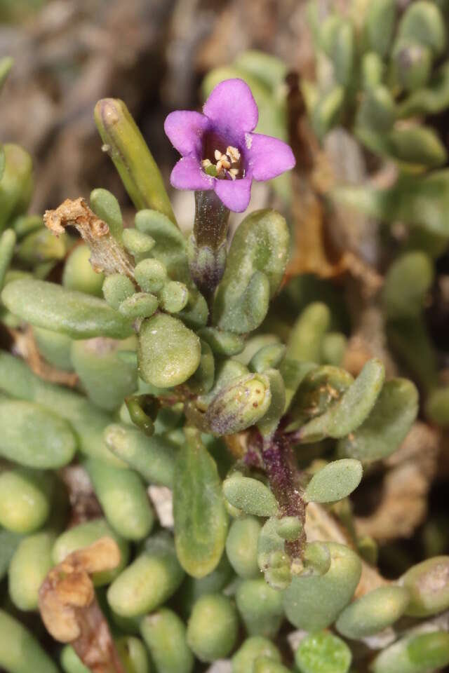 Image of desert-thorn