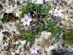 Image of stork's bill