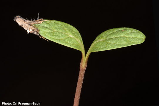 Image of <i>Cephalaria tenella</i> Paine