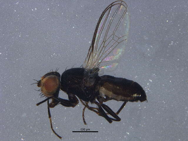Image of Hemeromyia