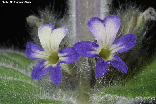 Image of <i>Ajuga orientalis</i> L.