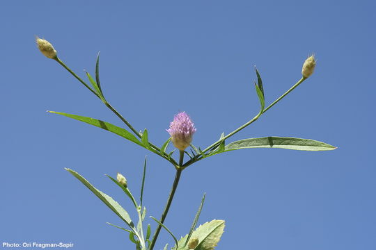 Image of <i>Cephalaria tenella</i> Paine