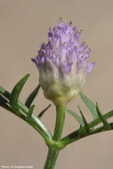 Image of Cephalaria tenella Paine