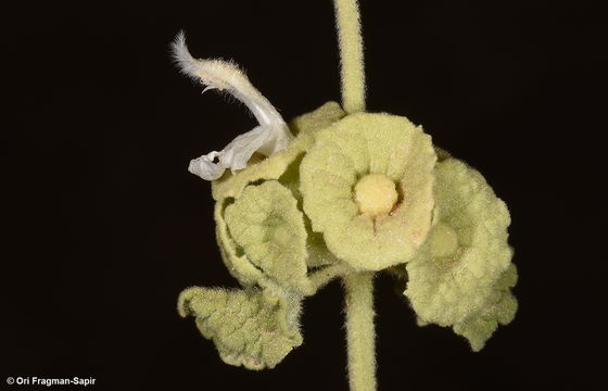 Image of <i>Ballota undulata</i> (Sieber ex Fresen.) Benth.