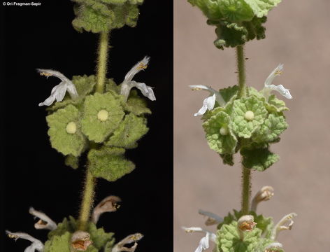 Image of <i>Ballota undulata</i> (Sieber ex Fresen.) Benth.