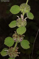 Image of Ballota rotundifolia K. Koch