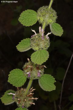 Image of <i>Ballota rotundifolia</i> K. Koch