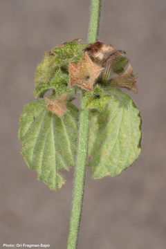 Image of <i>Ballota philistaea</i> Bornm.