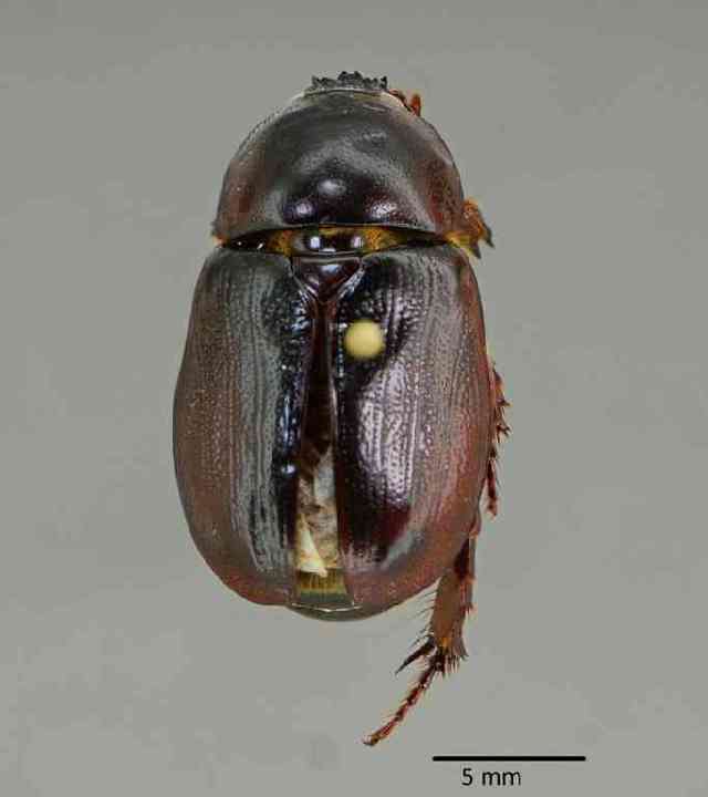 Image of Carrot Beetles